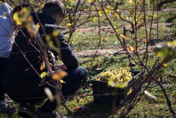 vignes