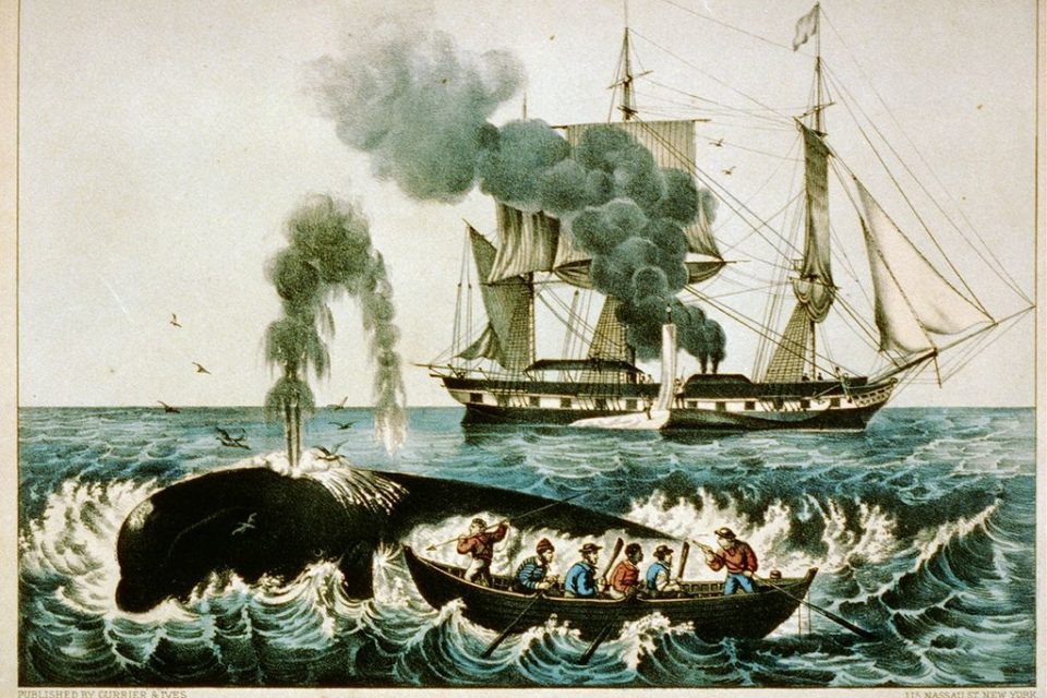 Chasse à la baleine