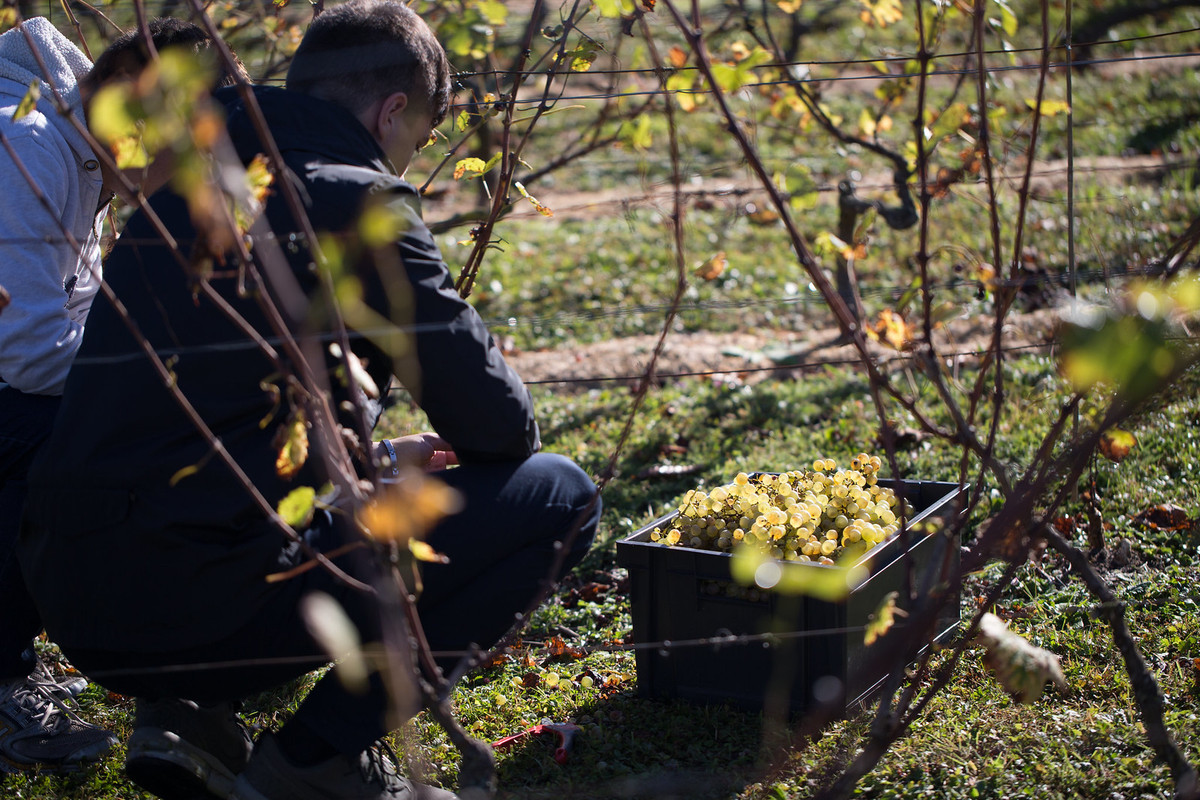 Des vignes dans la vallée de la Seine ?